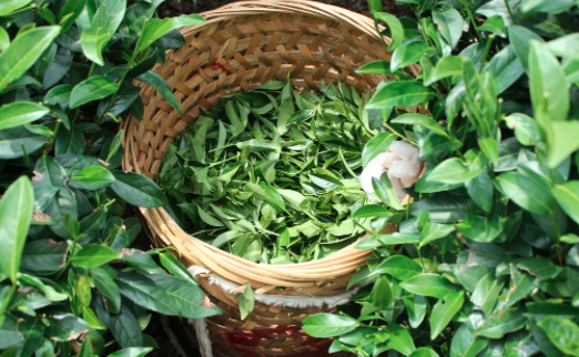 茶叶及茶制品检测,茶叶及茶制品检测费用,茶叶及茶制品检测机构,茶叶及茶制品检测项目
